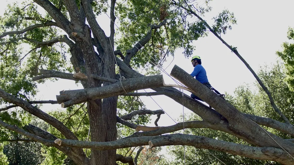 Professional Crown Thinning performed by certified arborists in West Glacier