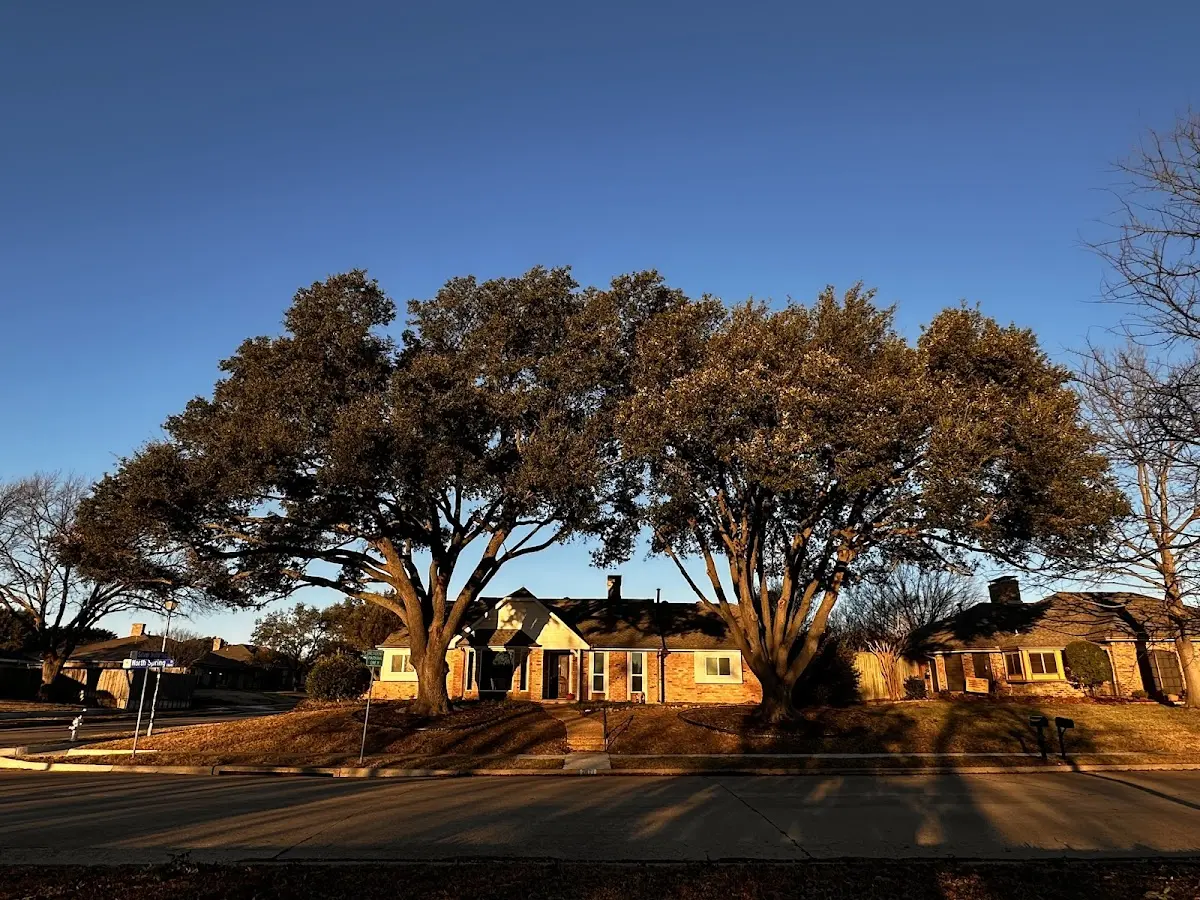 Established residential canopy tree shading a home in West Glacier